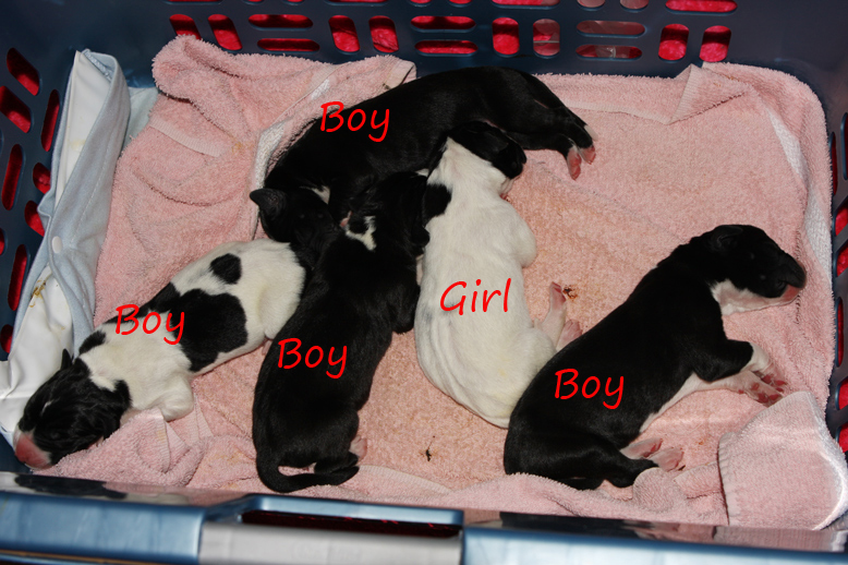 mantle and piebald dane puppies